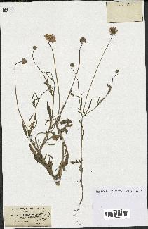 spécimen de Scabiosa semipapposa
