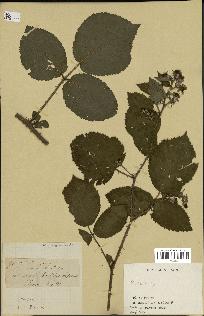 spécimen de Rubus sp.