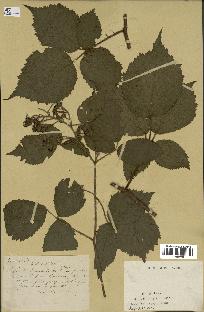 spécimen de Rubus sp.