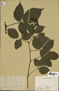 spécimen de Rubus sp.