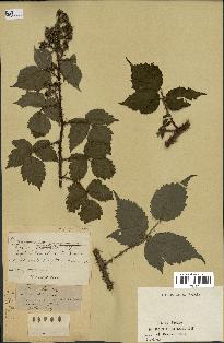 spécimen de Rubus sp.
