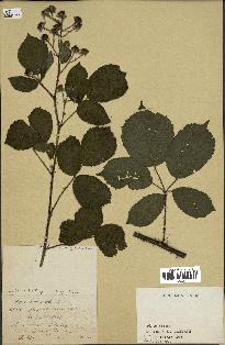 spécimen de Rubus sp.