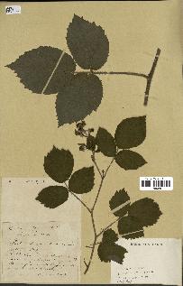 spécimen de Rubus sp.