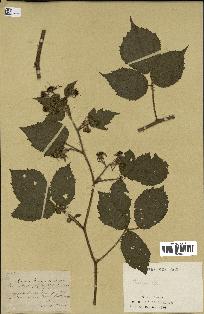 spécimen de Rubus sp.