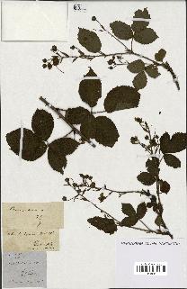 spécimen de Rubus fruticosus