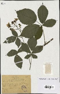 spécimen de Rubus rhombifolius