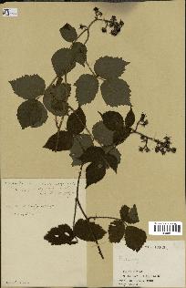spécimen de Rubus sp.
