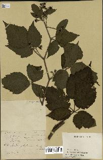 spécimen de Rubus sp.