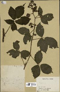 spécimen de Rubus sp.