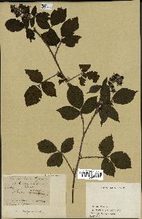 spécimen de Rubus sp.