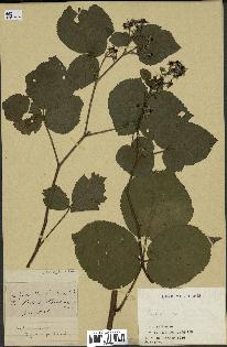 spécimen de Rubus sp.