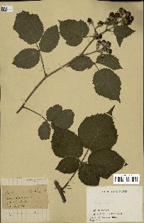spécimen de Rubus sp.