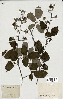 spécimen de Rubus sp.