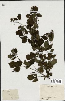 spécimen de Rubus sp.
