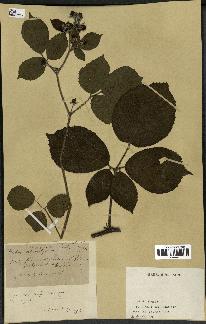 spécimen de Rubus gymnocarpus