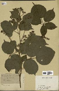 spécimen de Rubus glandulosus