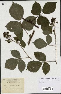 spécimen de Rubus sp.