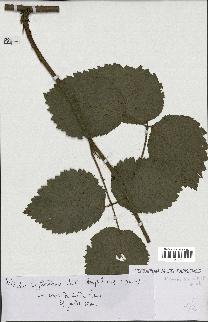 spécimen de Rubus hirtus