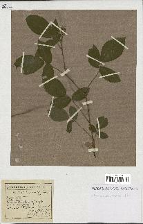 spécimen de Rubus hirtus