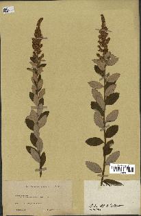 spécimen de Spiraea tomentosa
