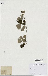spécimen de Rubus sp.
