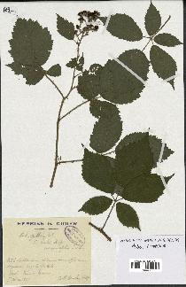 spécimen de Rubus pallidus