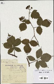 spécimen de Rubus pallidus