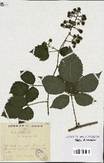 spécimen de Rubus pallidus