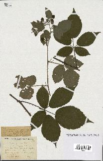 spécimen de Rubus pallidus