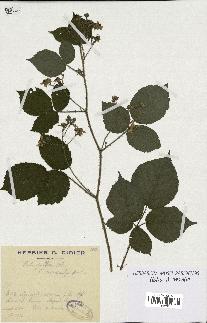 spécimen de Rubus pallidus