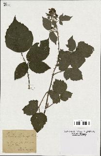 spécimen de Rubus halacsyi
