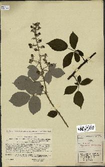 spécimen de Rubus godronii