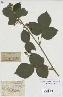 spécimen de Rubus sp.