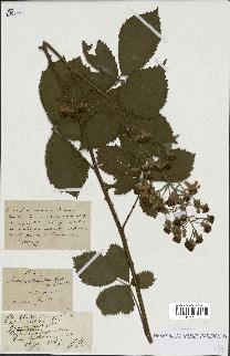 spécimen de Rubus sp.