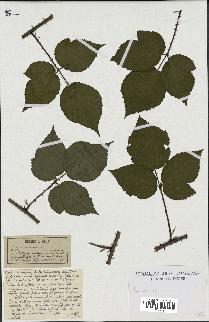 spécimen de Rubus sp.