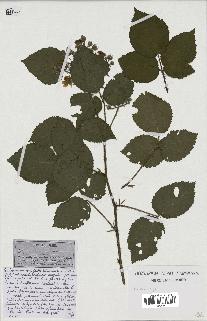 spécimen de Rubus sp.