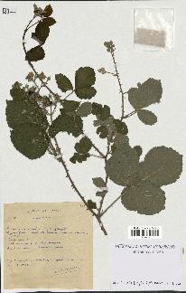 spécimen de Rubus caesius