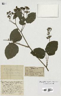spécimen de Rubus caesius