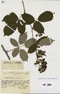 spécimen de Rubus ulmifolius