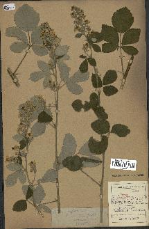 spécimen de Rubus tomentosus