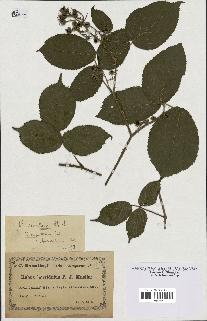 spécimen de Rubus rivularis