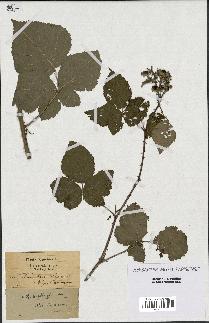 spécimen de Rubus corylifolius