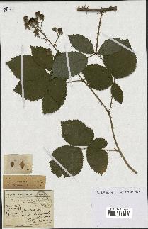 spécimen de Rubus lacertosus