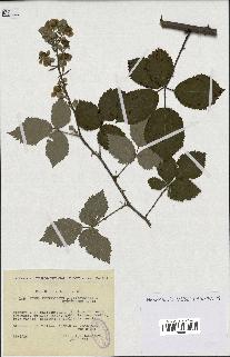 spécimen de Rubus thyrsoideus