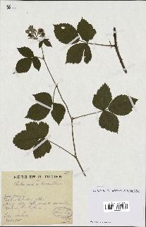 spécimen de Rubus caesius