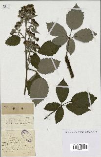 spécimen de Rubus procerus