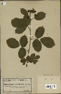 spécimen de Rubus villicaulis