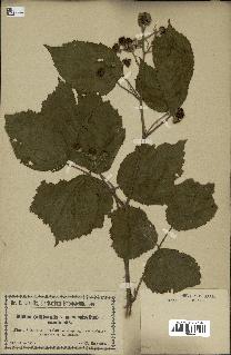 spécimen de Rubus villicaulis