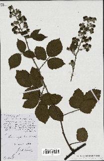 spécimen de Rubus robustus