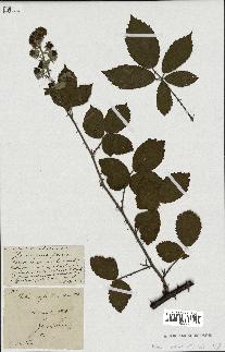 spécimen de Rubus robustus